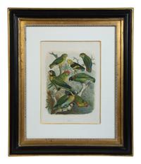 A Pair of Hand Colored Ornithological Engravings of Parrots — 19TH CENTURY