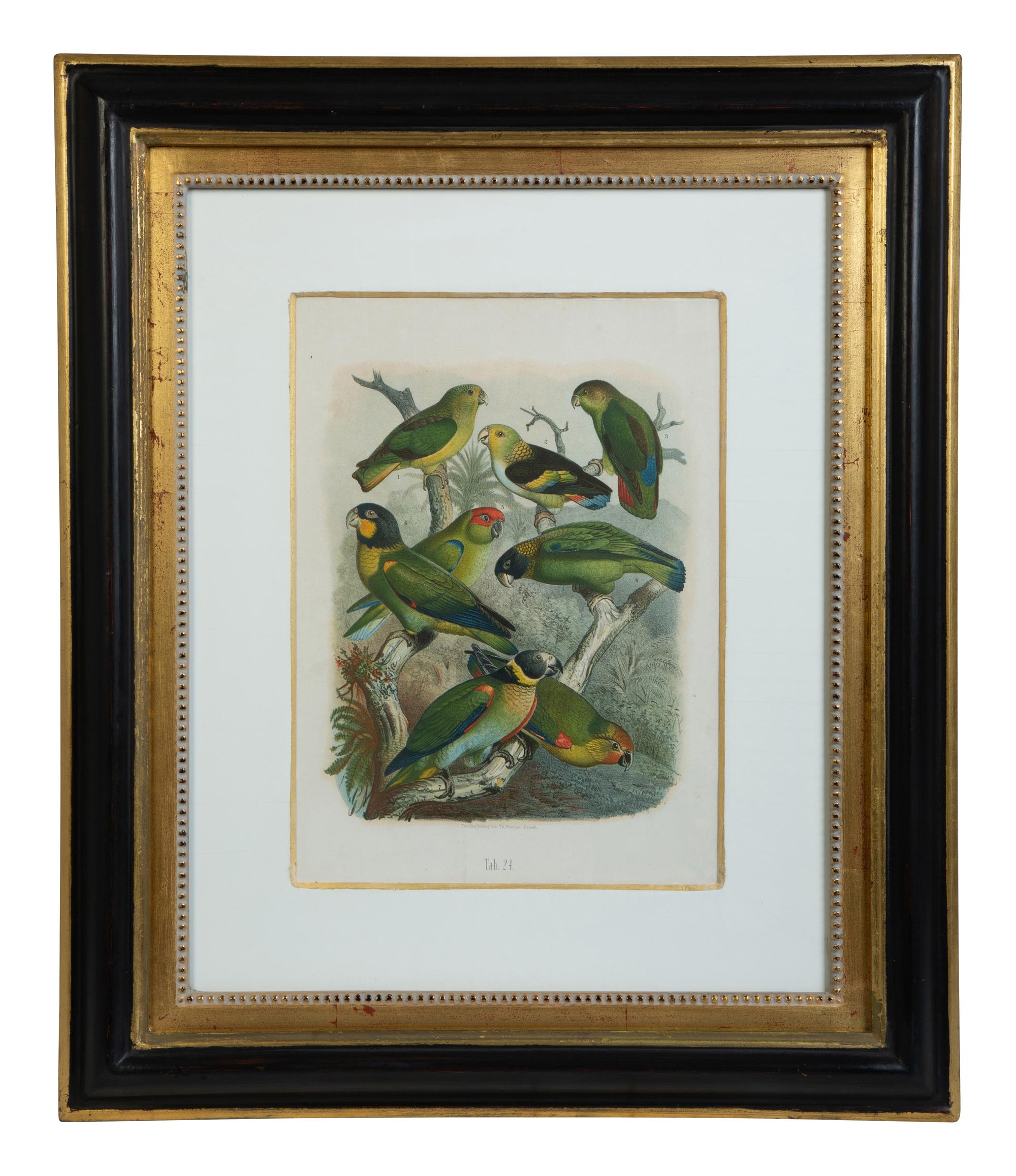 A Pair of Hand Colored Ornithological Engravings of Parrots — 19TH CENTURY