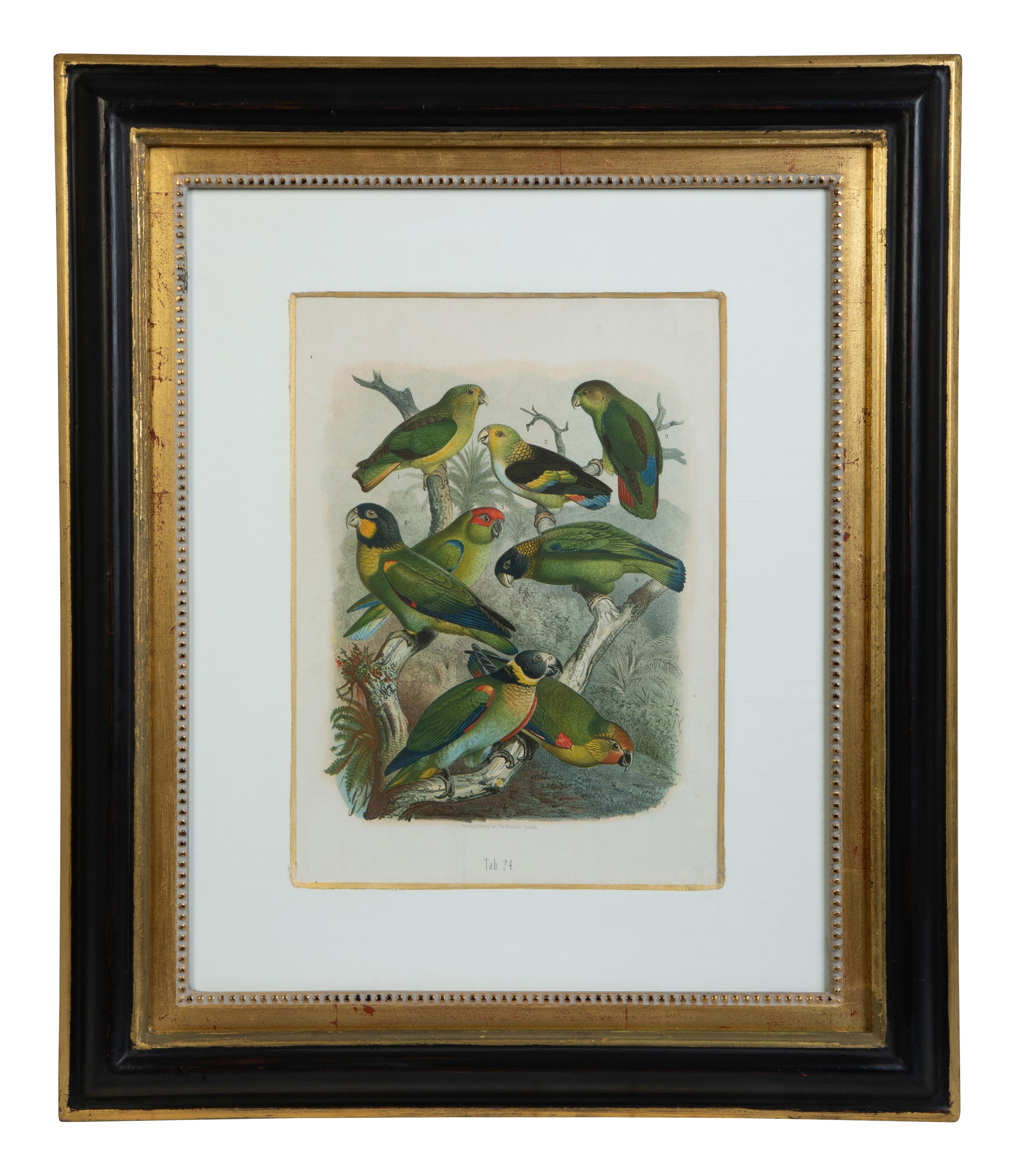 A Pair of Hand Colored Ornithological Engravings of Parrots — 19TH CENTURY