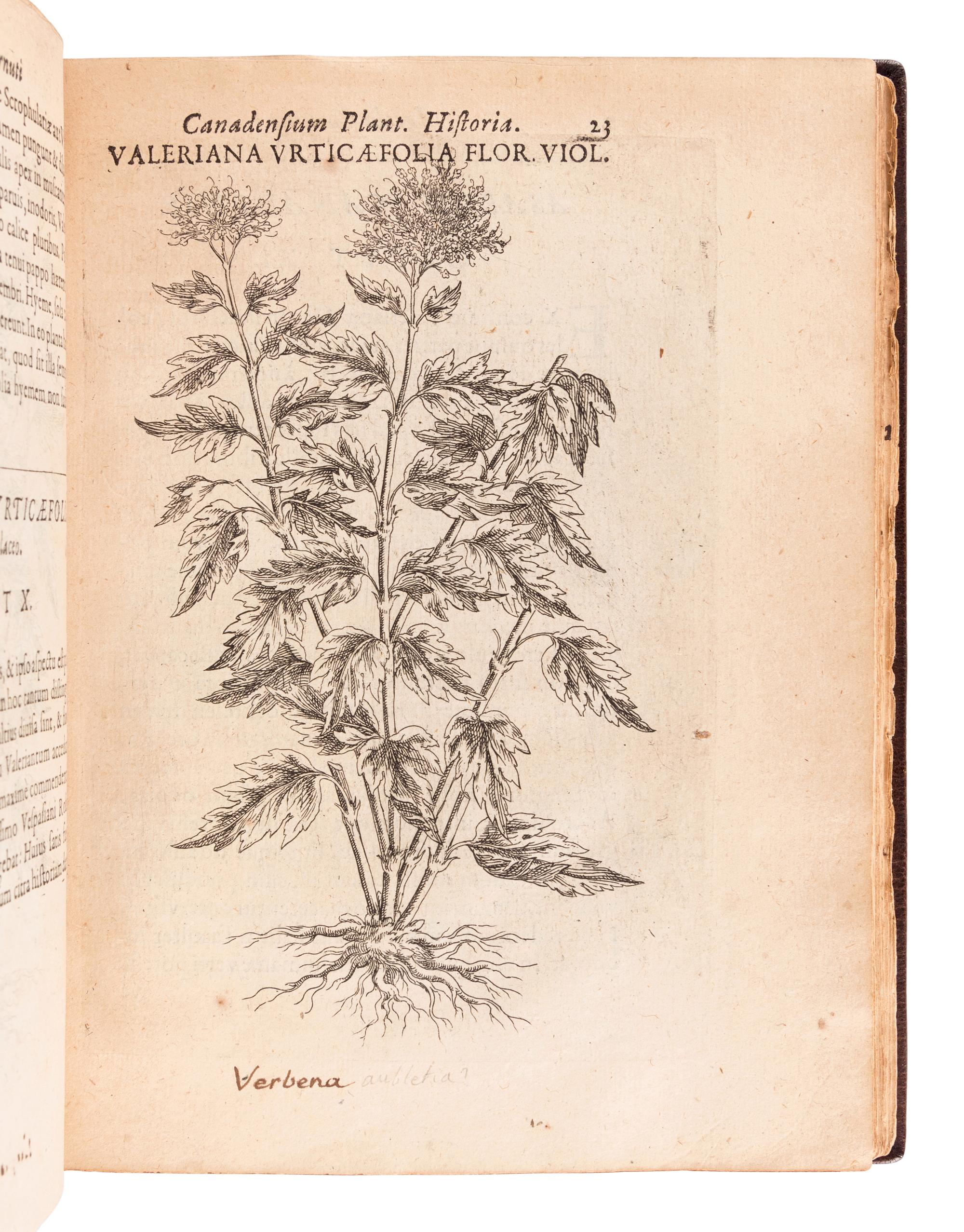 CORNUT, Jacques Philippe (1606-1651). Canadensium plantarum, aliarúnque nondum editarum historia cui adiectum est ad calcem enchiridion botanicum parisiense . Paris: Simon le Moyne, 1635.