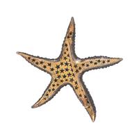 EVELYN CLOTHIER, SAPPHIRE AND DIAMOND STARFISH BROOCH