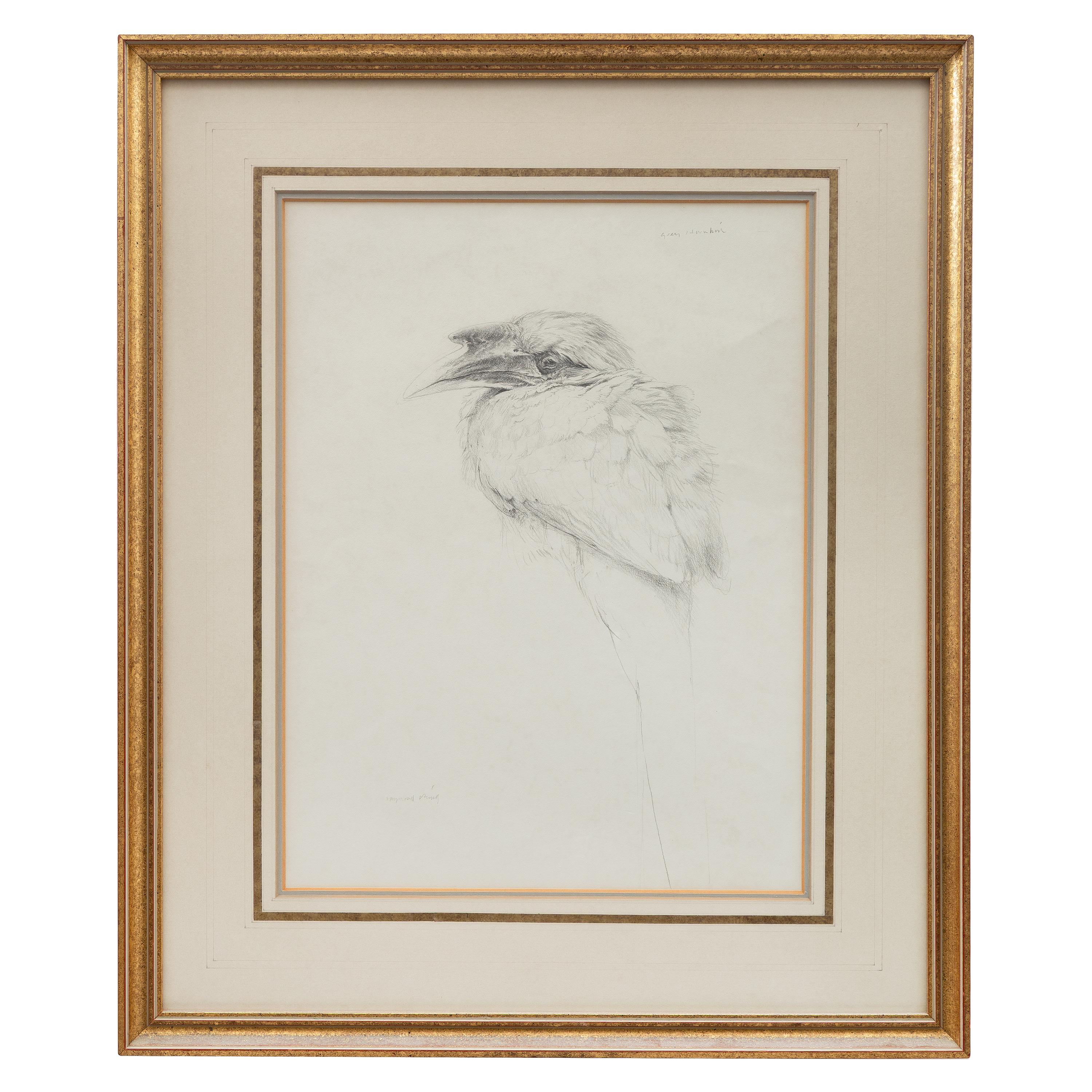 Raymond Harris Ching (New Zealand, b. 1939) — Grey Hornbill, 1978
