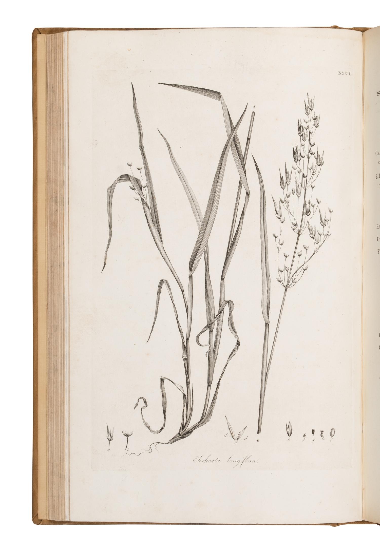 [Natural History] Smith, Sir James Edward. Plantarum Icones Hactenus Ineditae