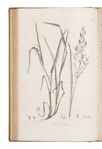 [Natural History] Smith, Sir James Edward. Plantarum Icones Hactenus Ineditae