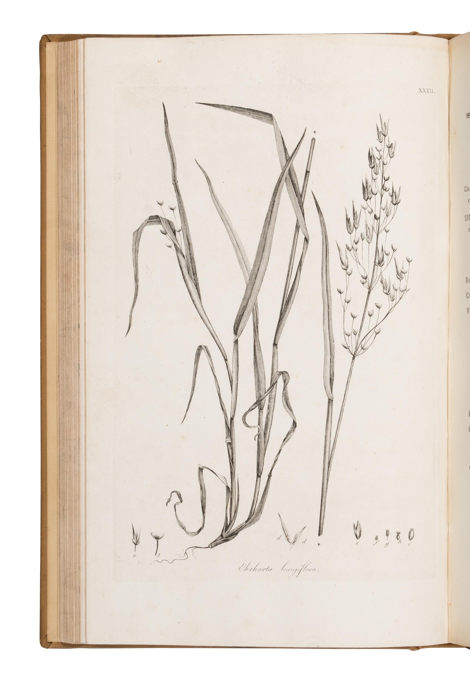 [Natural History] Smith, Sir James Edward. Plantarum Icones Hactenus Ineditae