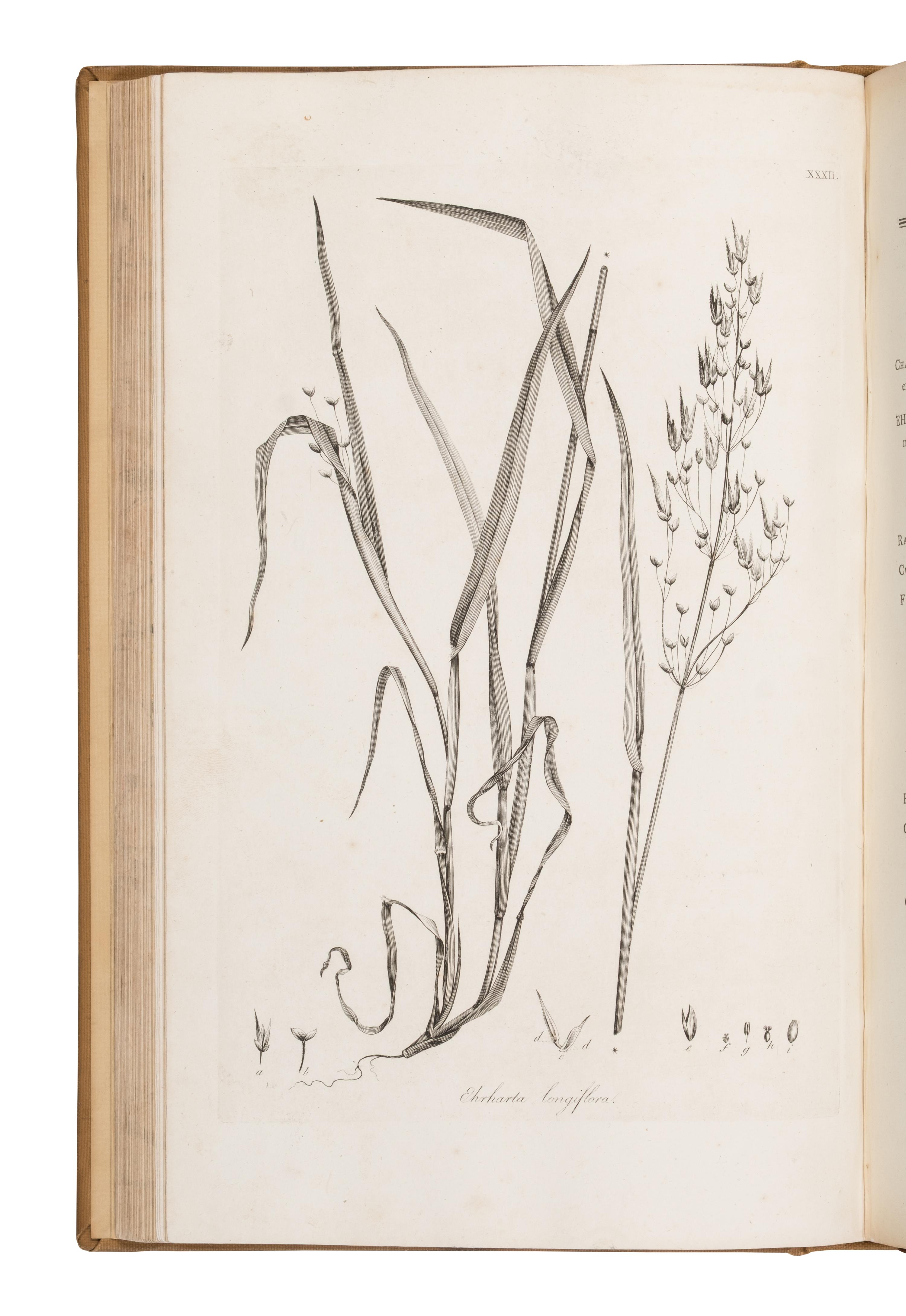 [Natural History] Smith, Sir James Edward. Plantarum Icones Hactenus Ineditae