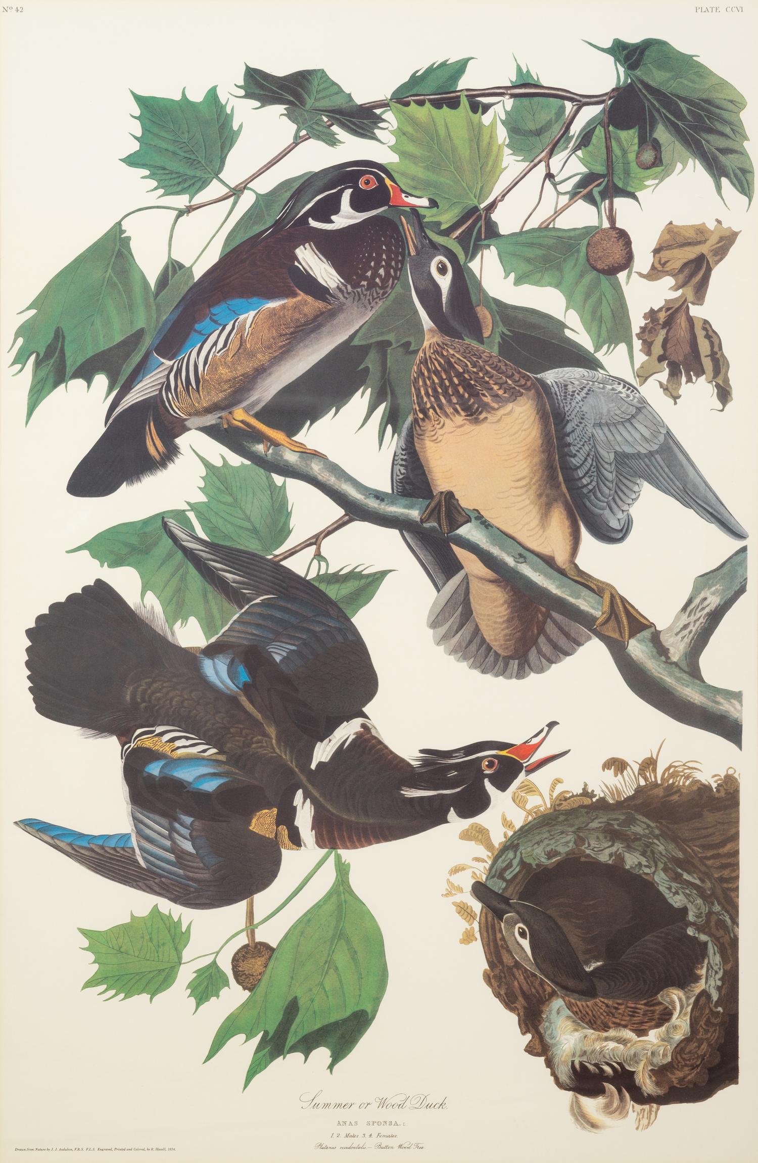 AUDUBON, John James (1785-1851). .