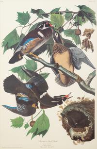 AUDUBON, John James (1785-1851). .
