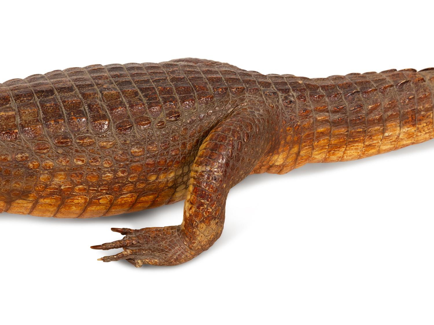 A Taxidermy Alligator