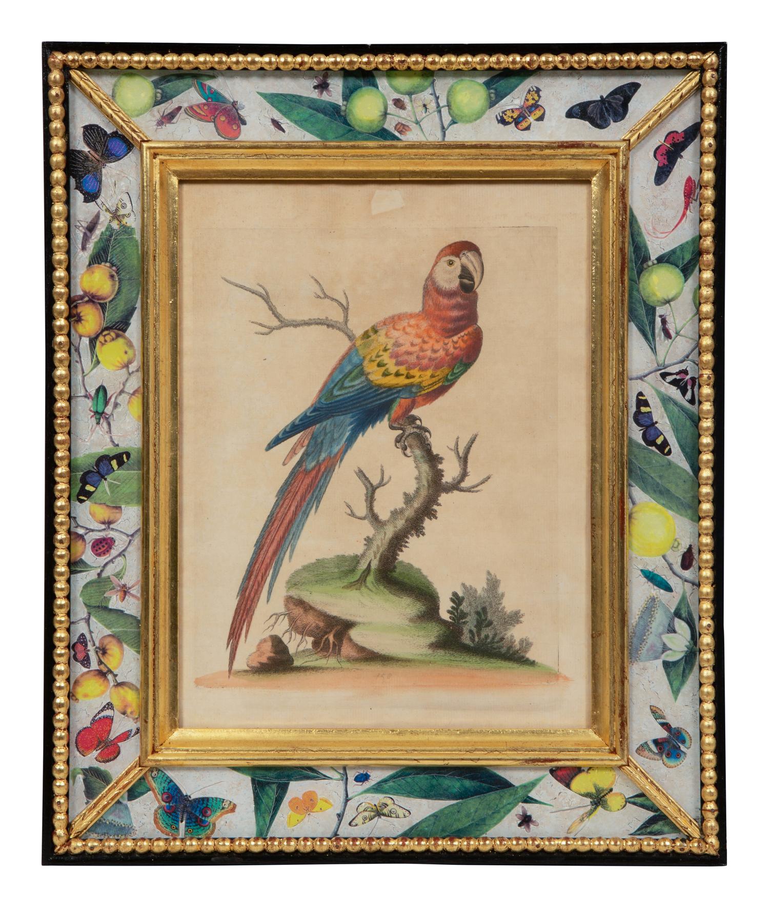A Set of Twelve Hand-Colored Engravings of Parrots from A Natural History of Uncommon Birds by George Edwards (English, 1694-1773)