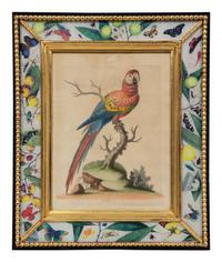 A Set of Twelve Hand-Colored Engravings of Parrots from A Natural History of Uncommon Birds by George Edwards (English, 1694-1773)