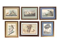 Thirteen Birds of America Prints and an Arthur Singer print of Woodpeckers, Honeyguides and Barbets
