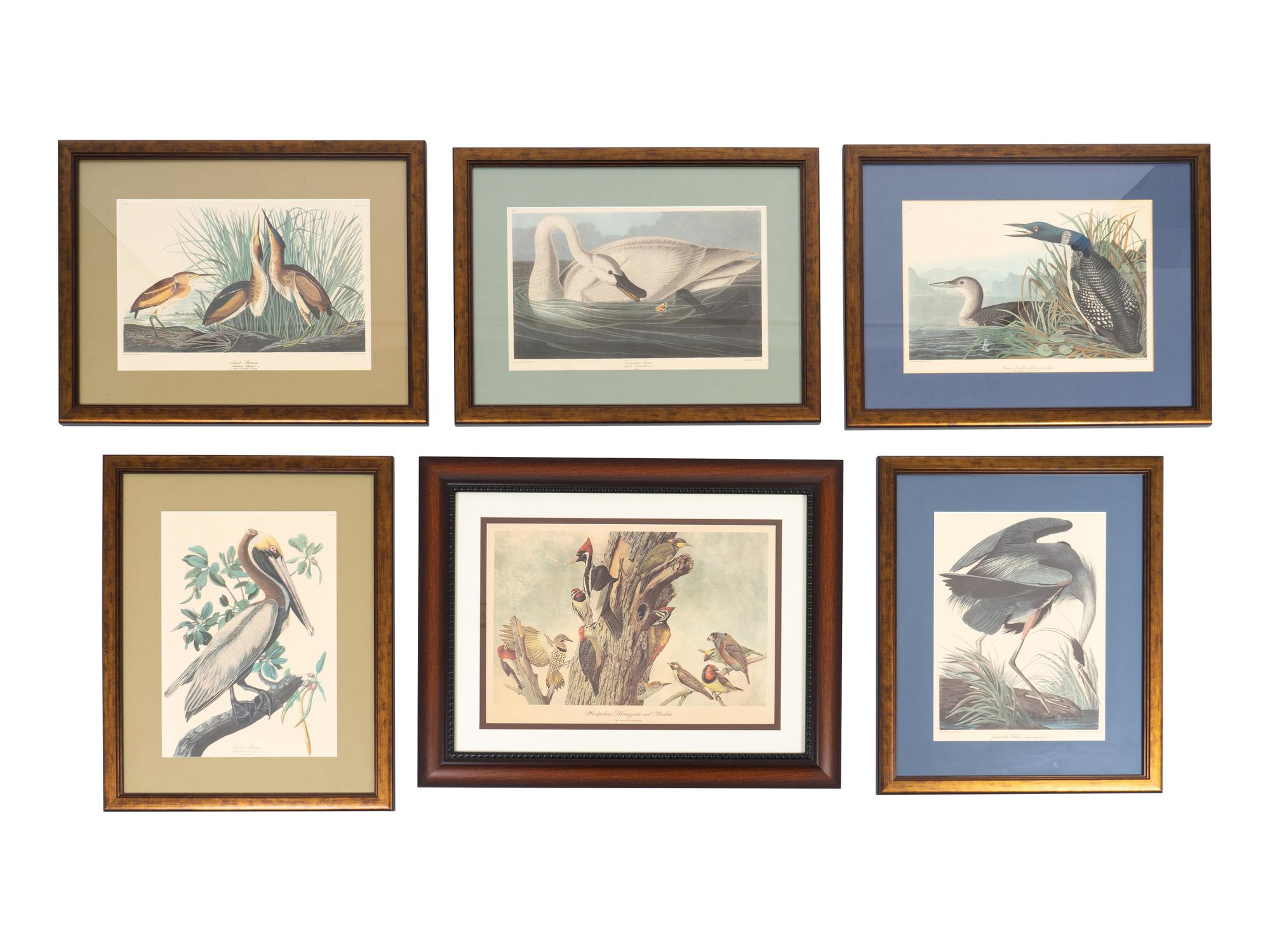 Thirteen Birds of America Prints and an Arthur Singer print of Woodpeckers, Honeyguides and Barbets