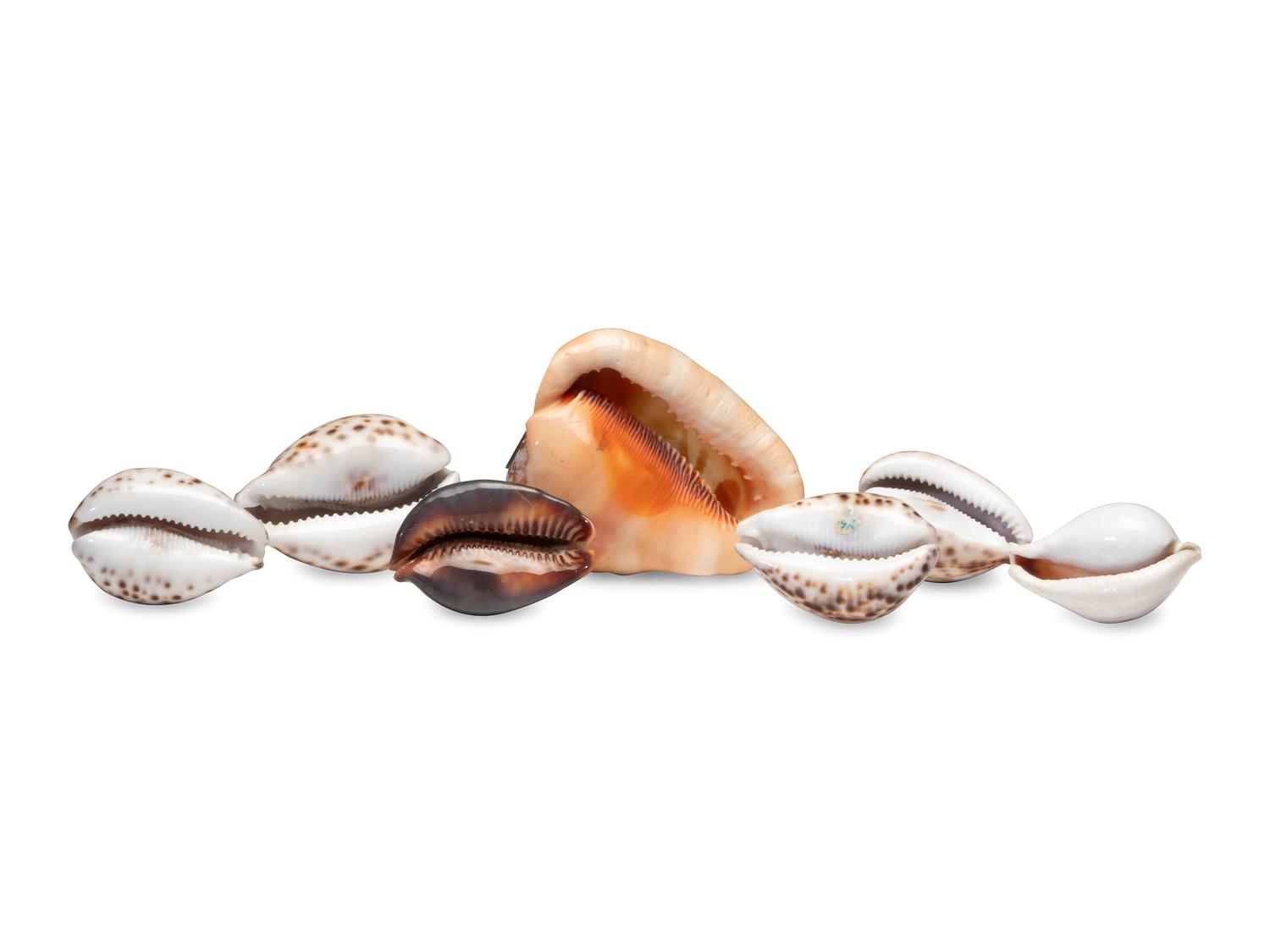 Five Carved Cowrie Shells