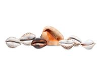 Five Carved Cowrie Shells