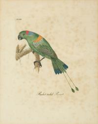 A Collection Ten Ornithological Gilt Framed Hand Colored Lithographs from Shaw's General Zoology — 19TH/20TH CENTURY