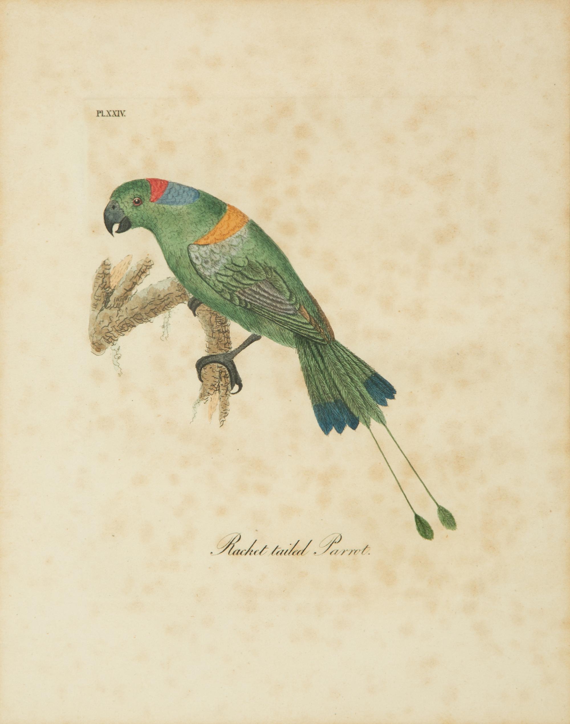 A Collection Ten Ornithological Gilt Framed Hand Colored Lithographs from Shaw's General Zoology — 19TH/20TH CENTURY