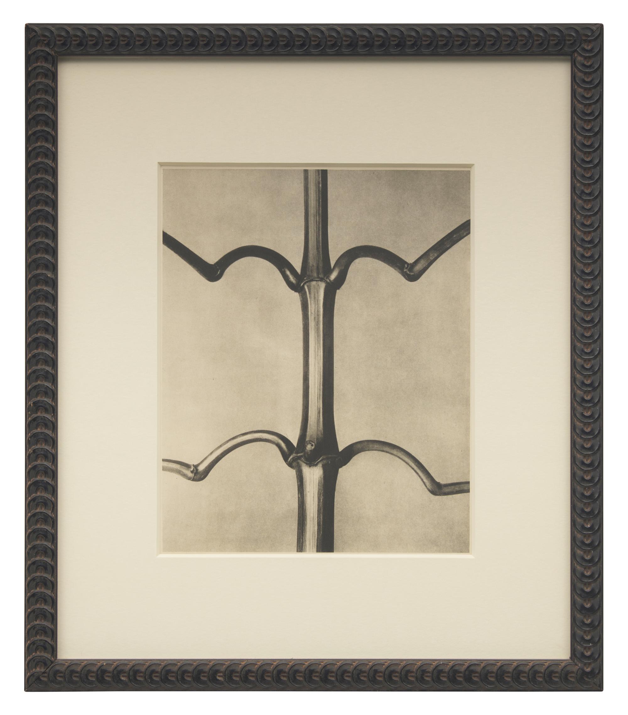 A Set of 8 Botanical Prints