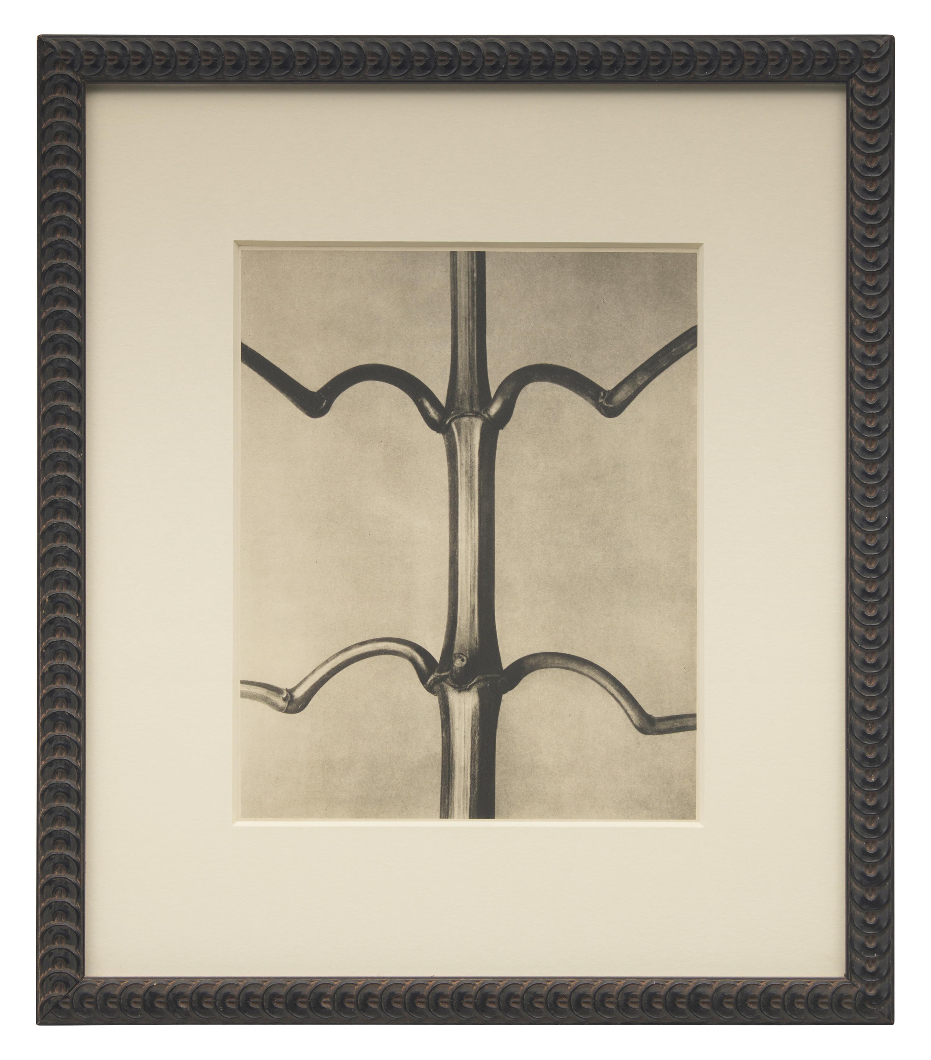 A Set of 8 Botanical Prints