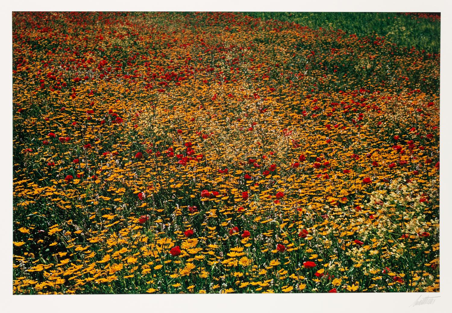 A group of ten photographs from the Creation Portfolio (one duplicate image)