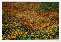 A group of ten photographs from the Creation Portfolio (one duplicate image)