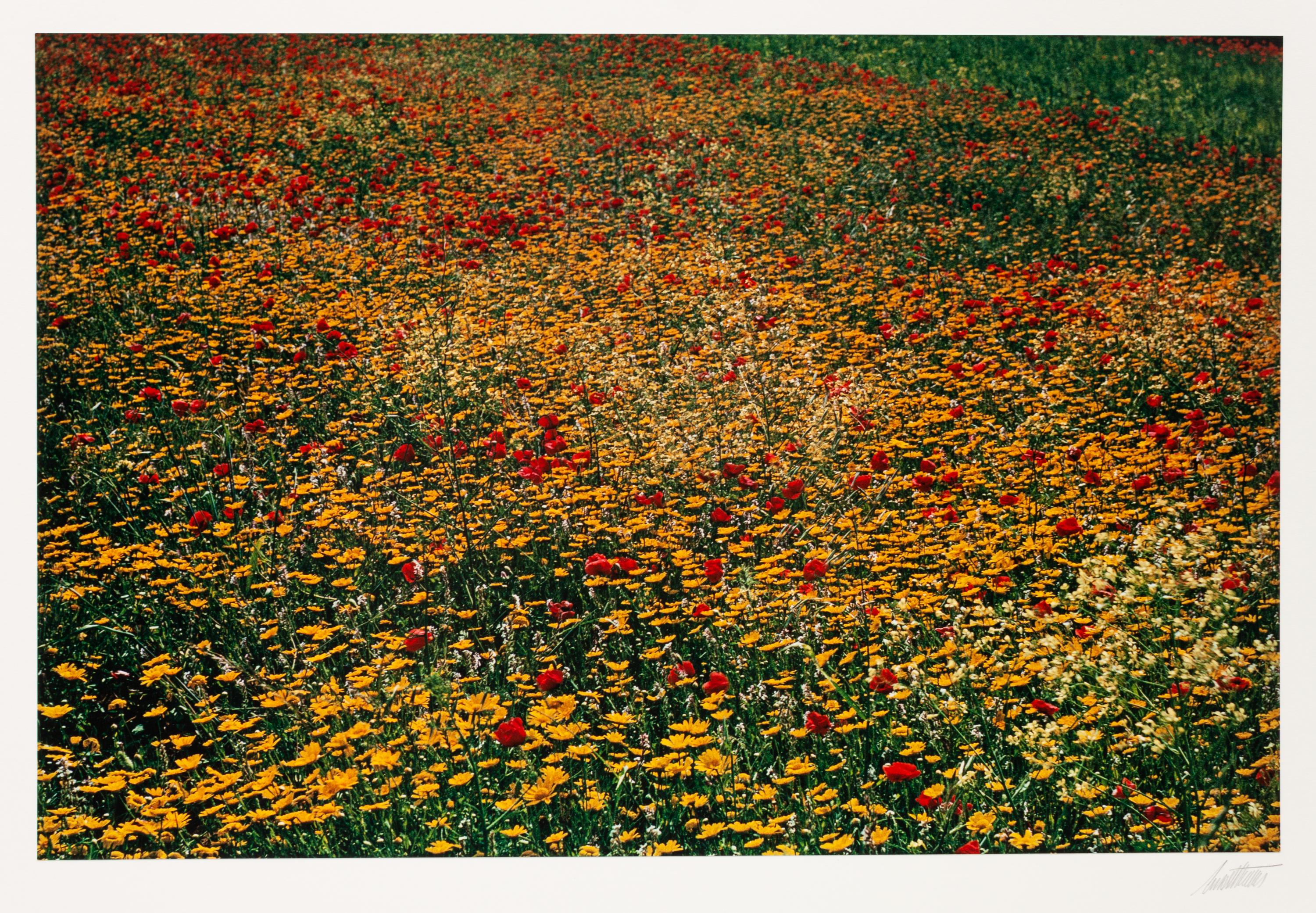 A group of ten photographs from the Creation Portfolio (one duplicate image)