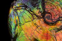 A Large Iridescent Ammonite Fossil (Placenticeras costatum)