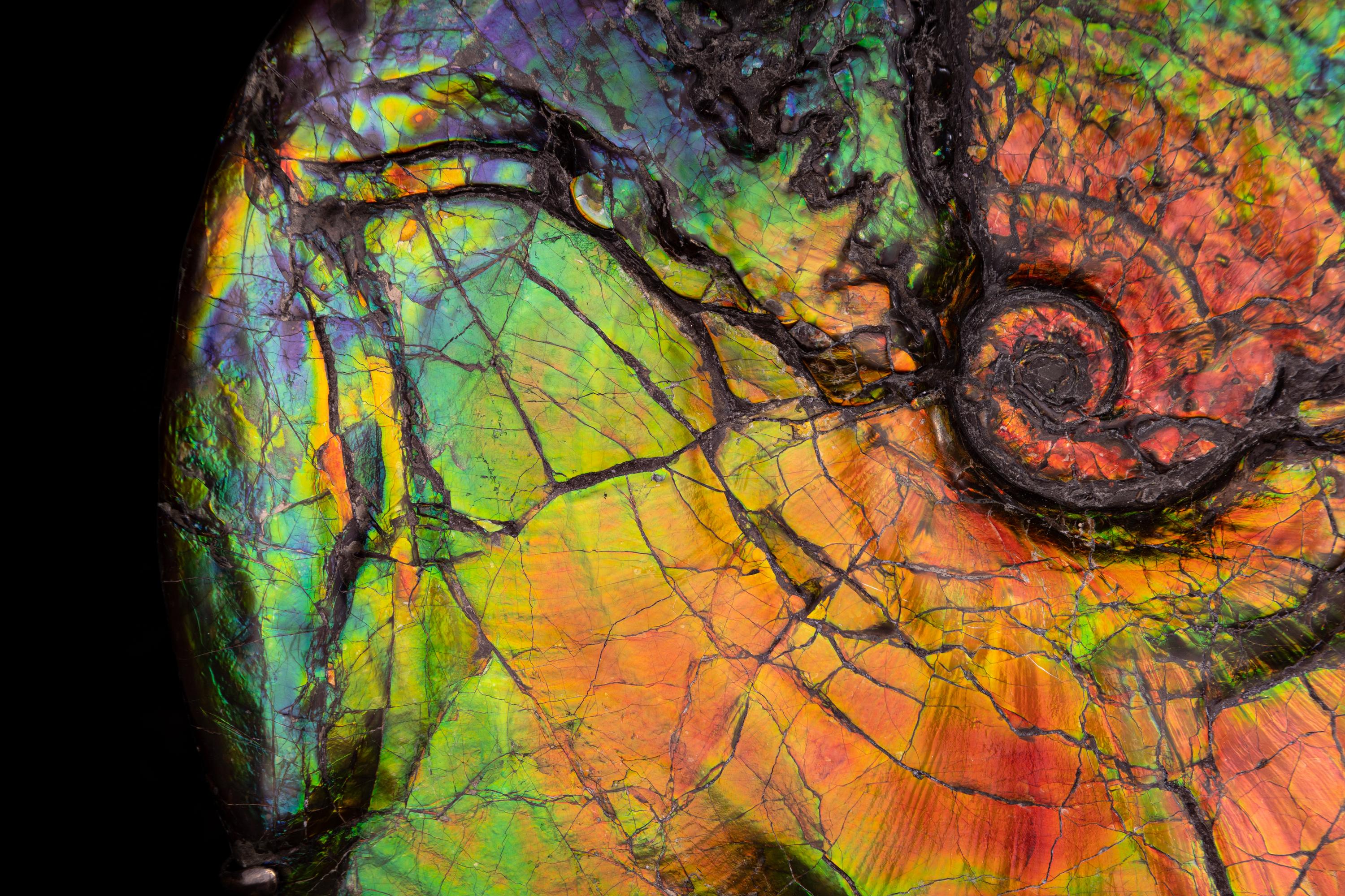 A Large Iridescent Ammonite Fossil (Placenticeras costatum)