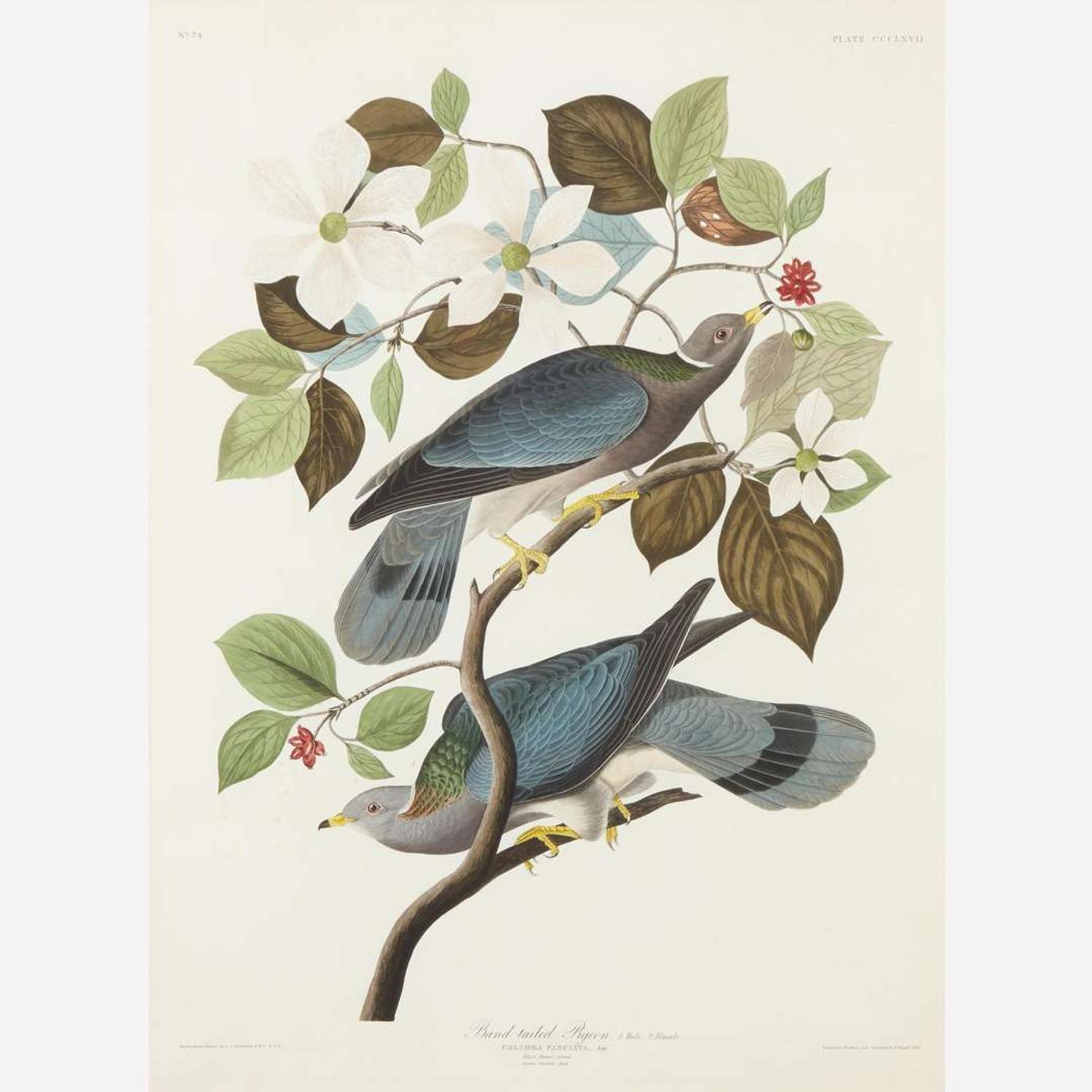 [Prints] Audubon, J(ohn). J(ames). Band-tailed Pigeon