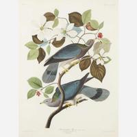 [Prints] Audubon, J(ohn). J(ames). Band-tailed Pigeon