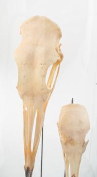 An Assortment of Taxidermy Articles