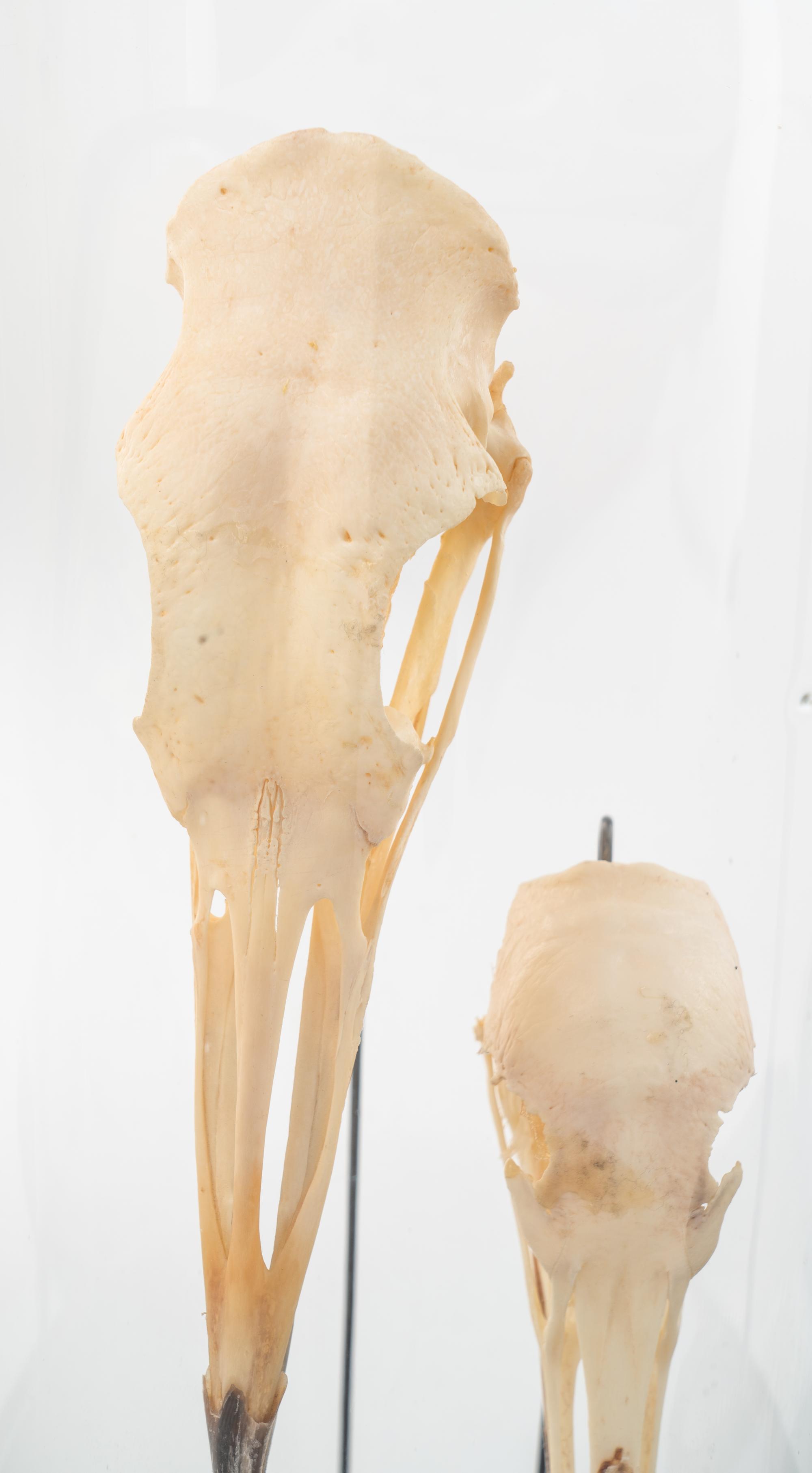 An Assortment of Taxidermy Articles