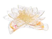 Lotus Flower, c. 2006