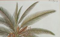 A Princess of Wales Royal Crest Palm Tree Print — 20TH CENTURY