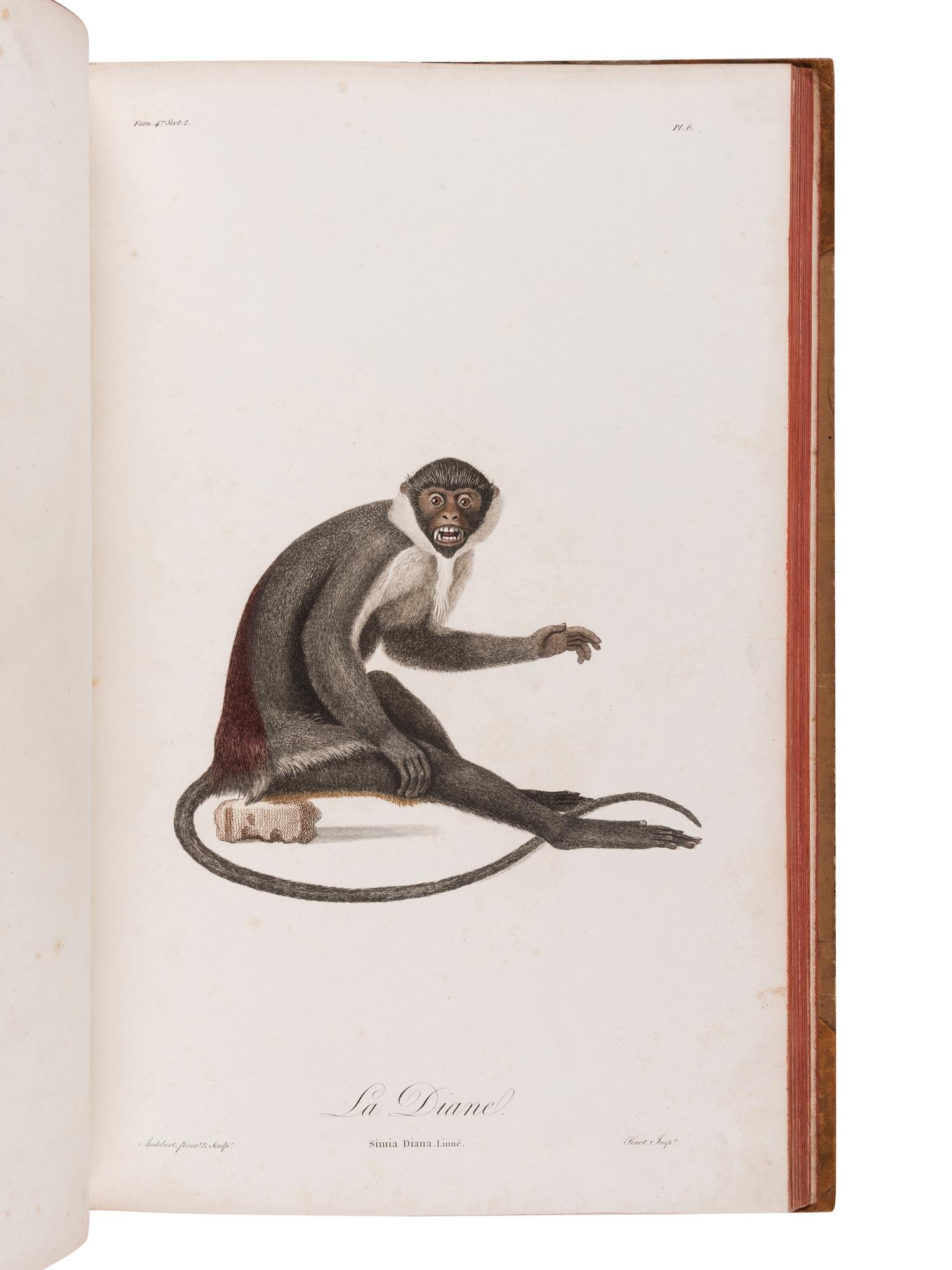 AUDEBERT, Jean Baptiste (1759-1800). Histoire naturelle des singes et des makis . Paris: Desray, An XIII [1799-1800].