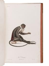 AUDEBERT, Jean Baptiste (1759-1800). Histoire naturelle des singes et des makis . Paris: Desray, An XIII [1799-1800].