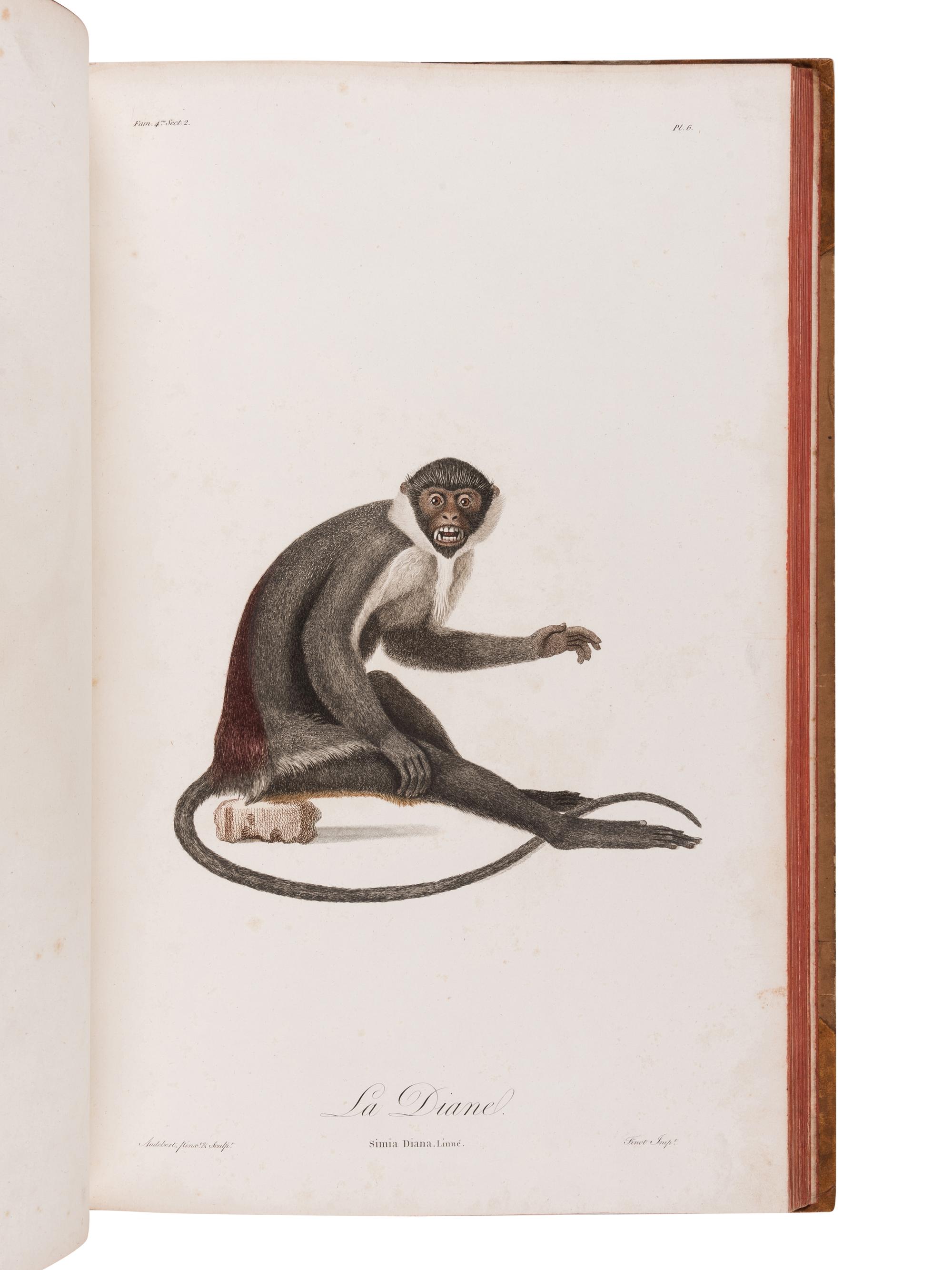 AUDEBERT, Jean Baptiste (1759-1800). Histoire naturelle des singes et des makis . Paris: Desray, An XIII [1799-1800].
