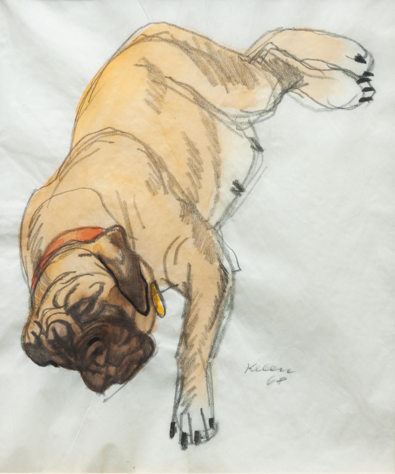 Fourteen Mixed Media Drawings of Mastiffs Largest: 24 x 18 inches.
