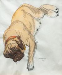 Fourteen Mixed Media Drawings of Mastiffs Largest: 24 x 18 inches.