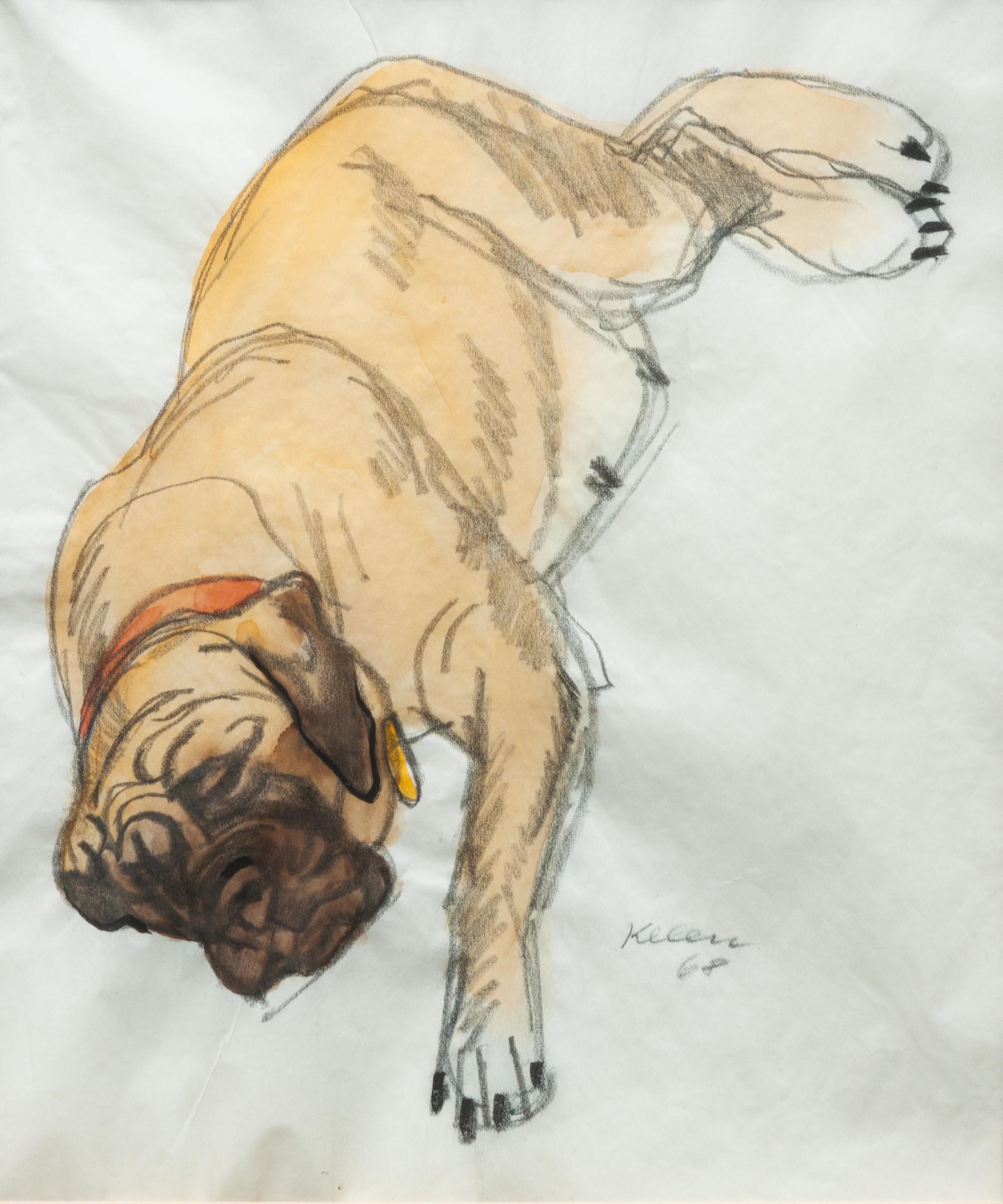 Fourteen Mixed Media Drawings of Mastiffs Largest: 24 x 18 inches.