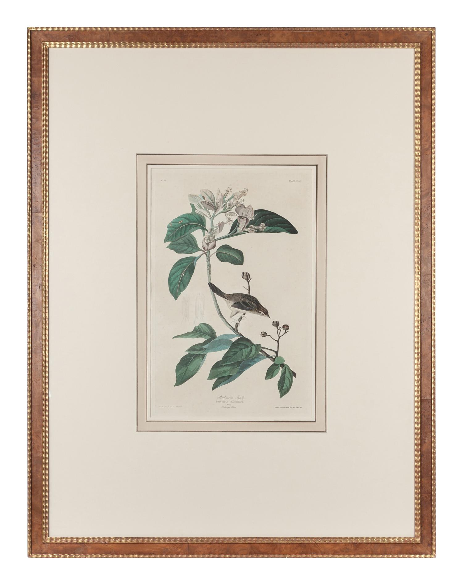 AUDUBON, John James (1785-1851). Bachmans Finch (Plate CLXV)