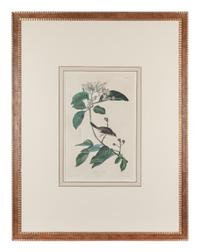 AUDUBON, John James (1785-1851). Bachmans Finch (Plate CLXV)
