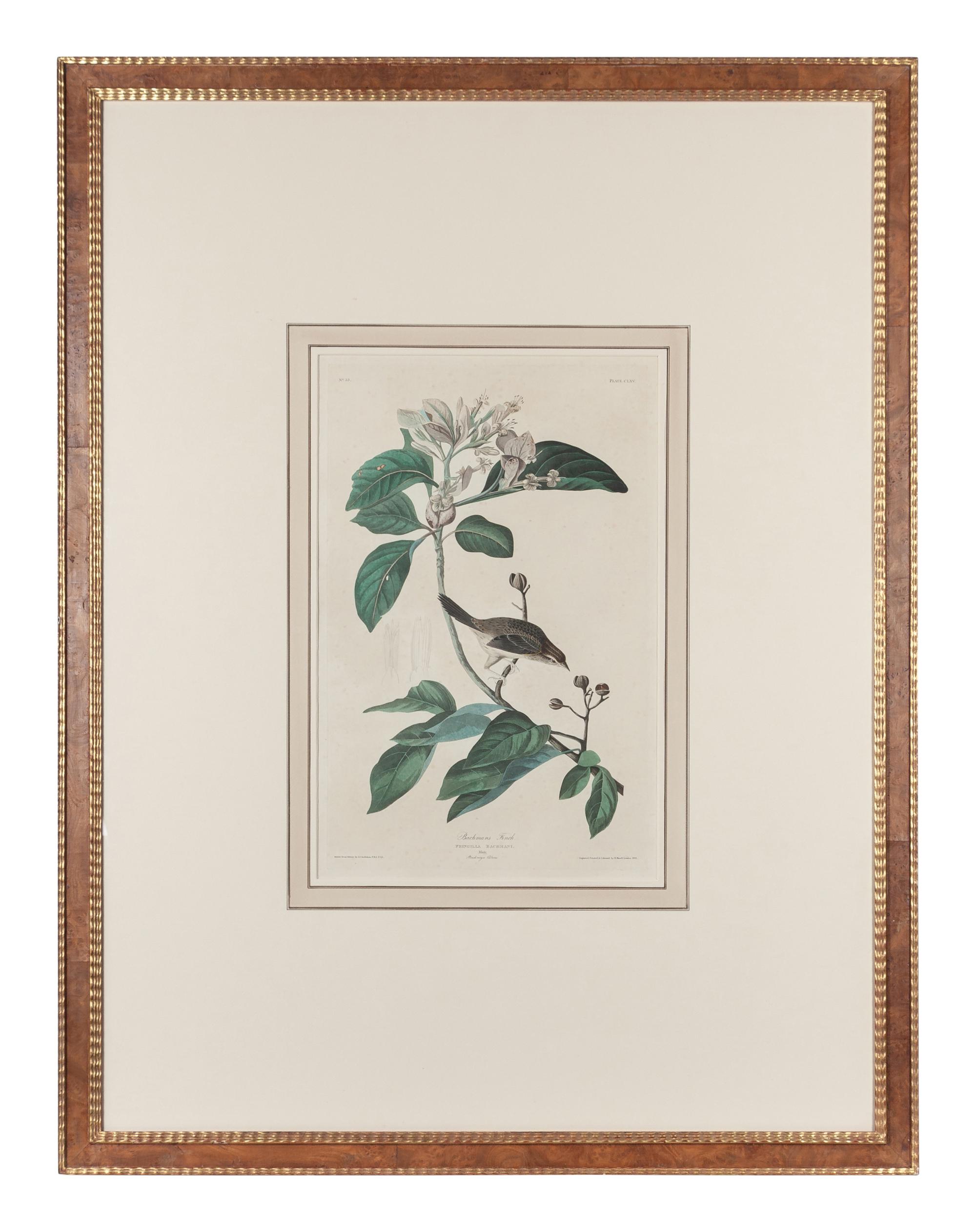 AUDUBON, John James (1785-1851). Bachmans Finch (Plate CLXV)