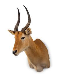 A Shoulder Mount Taxidermy Puku