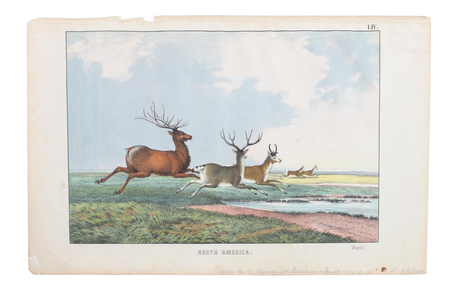 Eight Hand Colored Animal Prints Height 7 1/2 x width 10 3/4 inches (largest) — LATE 19TH/EARLY 20TH CENTURY