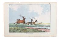 Eight Hand Colored Animal Prints Height 7 1/2 x width 10 3/4 inches (largest) — LATE 19TH/EARLY 20TH CENTURY