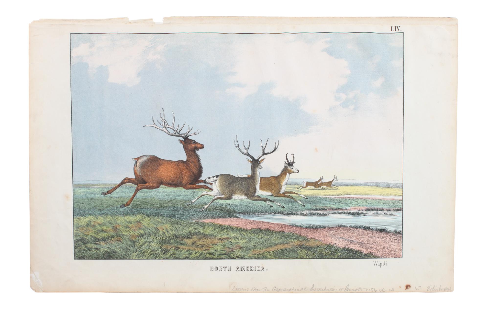 Eight Hand Colored Animal Prints Height 7 1/2 x width 10 3/4 inches (largest) — LATE 19TH/EARLY 20TH CENTURY