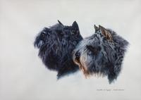 A Painting on Paper of Two Bouvier des Flanders 19 3/4 x 27 3/4 inches. — Nicole V. Duvivier (20th Century)