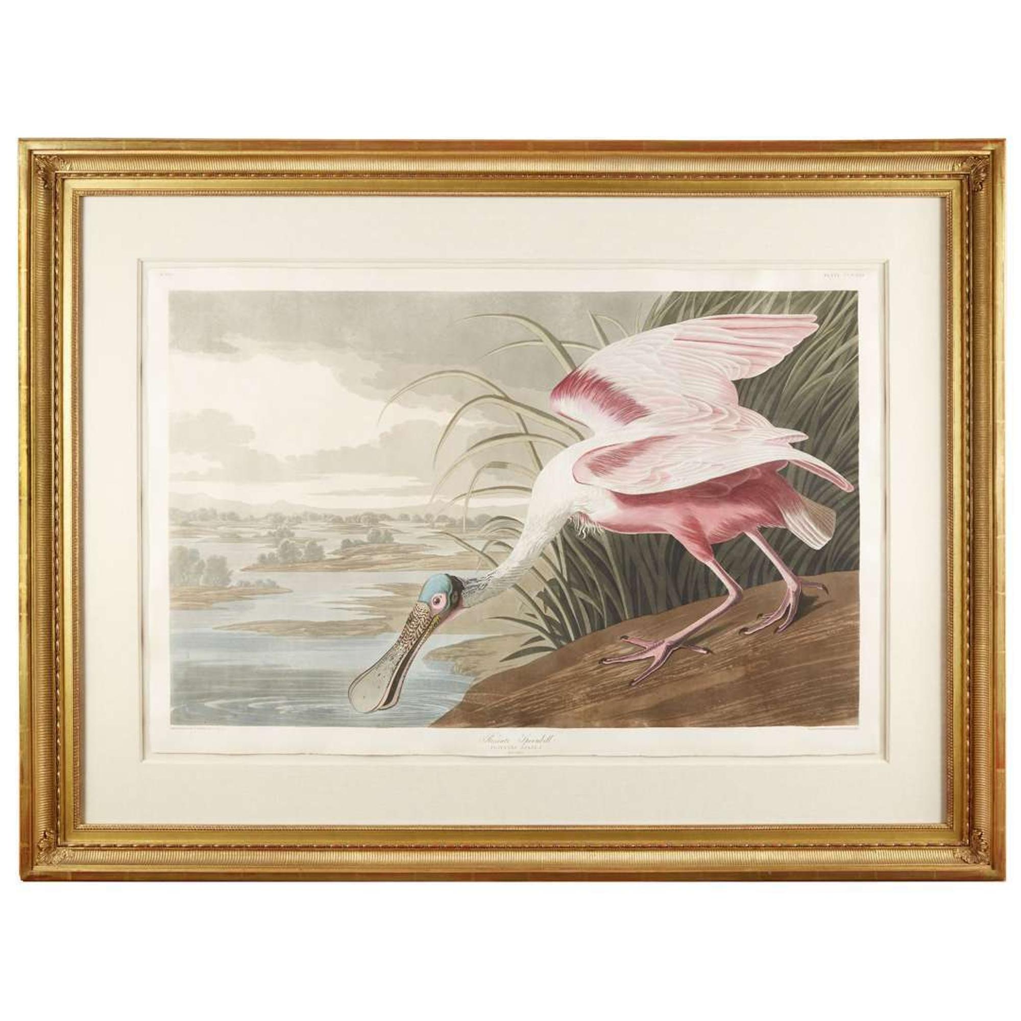 JOHN JAMES AUDUBON (AMERICAN 1785–1851) "ROSEATE SPOONBILL" FROM BIRDS OF AMERICA