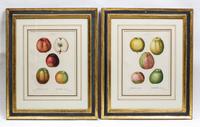 A Pair of French Hand-Colored Engravings Height 14 inches. — AFTER PANCRACE BESSA, 19TH CENTURY